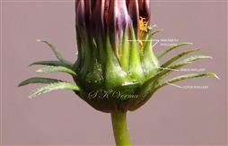  Involucre
